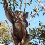 Day 16: The Great Ocean Road Part 2