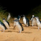 Day 31: Phillip Island Penguine Parade